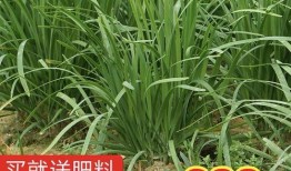 盼盼爆料吃瓜,盼盼爆料，吃瓜群众狂欢时刻